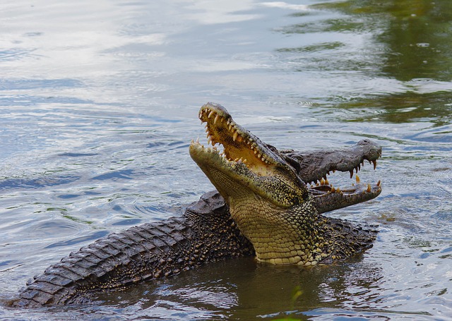 zápas krokodýlů