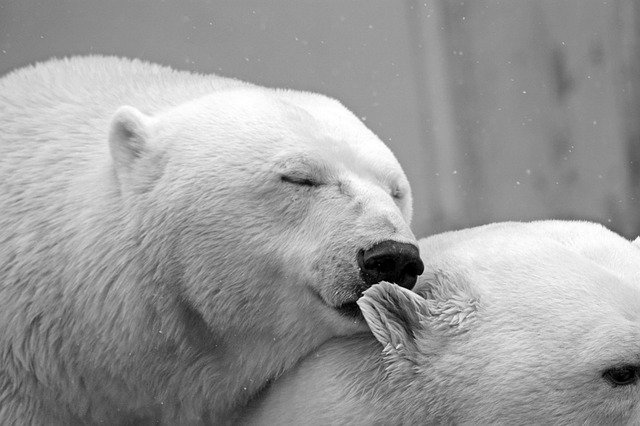 Polárne medvede, láskanie.jpg